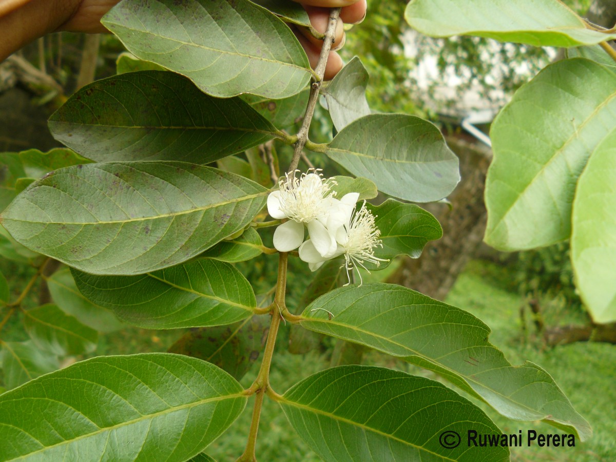 Psidium guineense Sw.